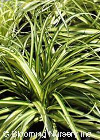 Carex oshimensis 'Evergold'